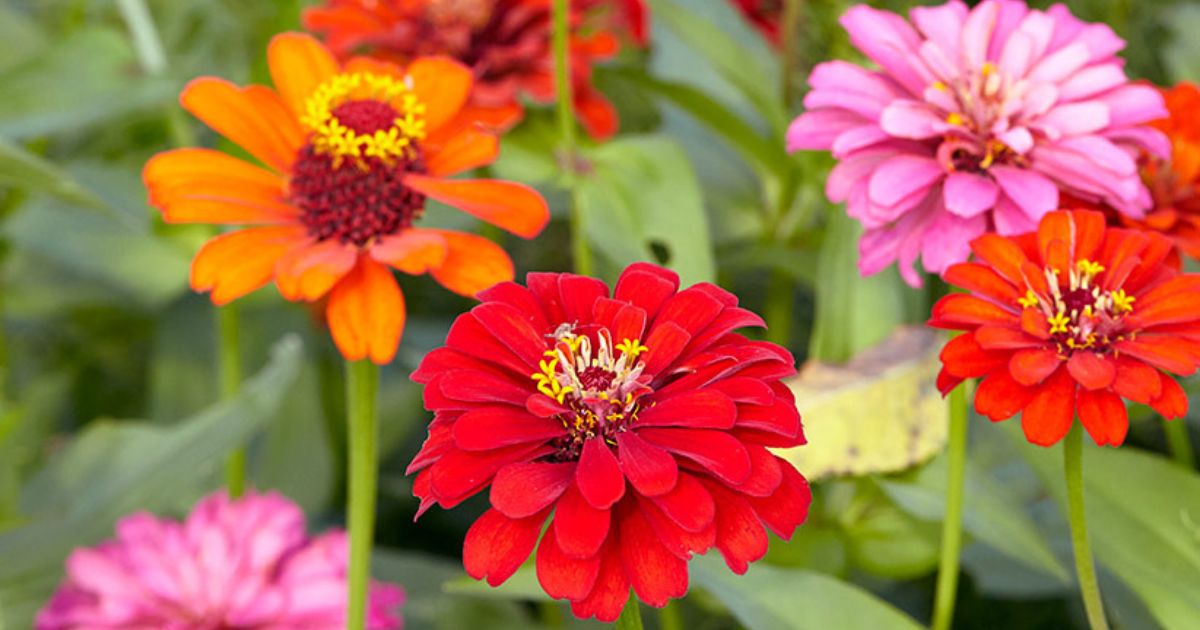How To Grow Zinnia Flowers Do Zinnias Like Sun Or Shade
