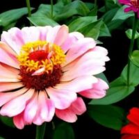 How To Plant Zinnias Easy Steps For Bright Summer Blooms