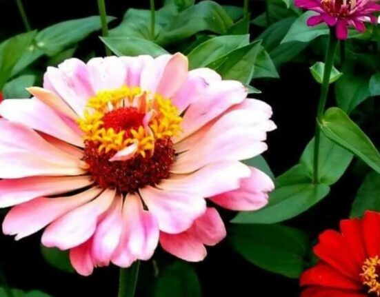 How To Plant Zinnias Easy Steps For Bright Summer Blooms