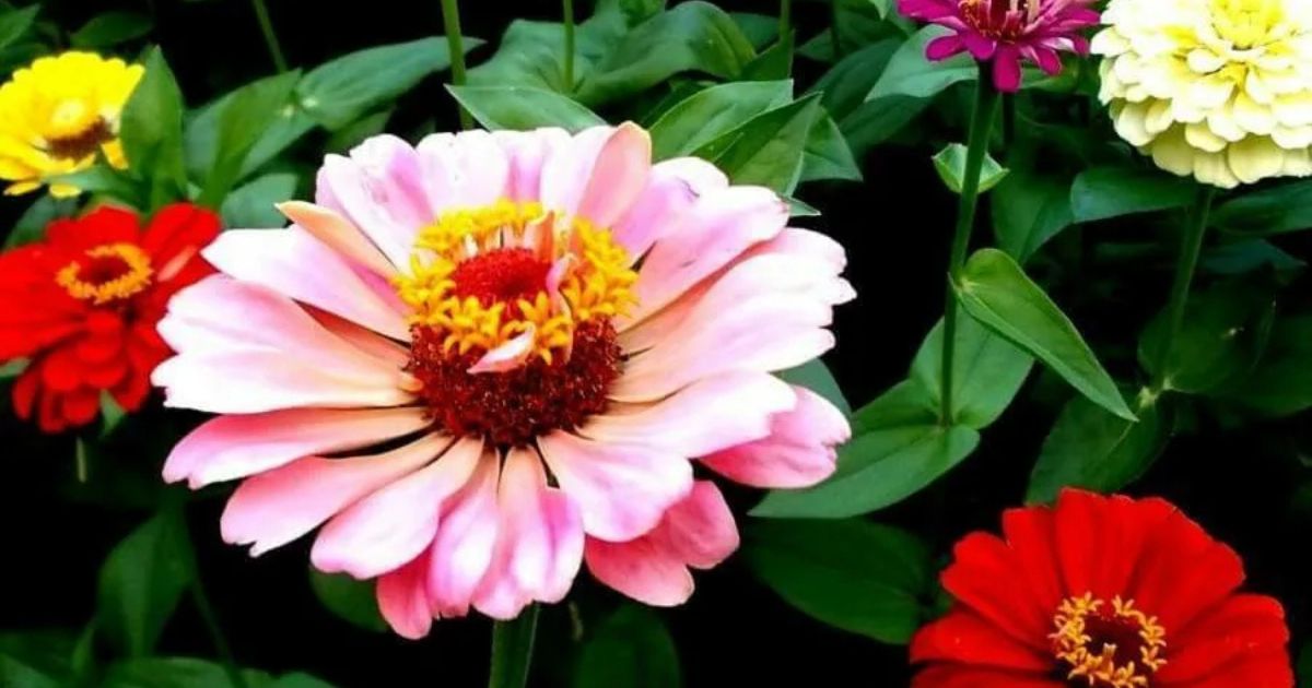 How To Plant Zinnias Easy Steps For Bright Summer Blooms