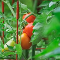 Tomato Cage Guide Support For Stronger Plants