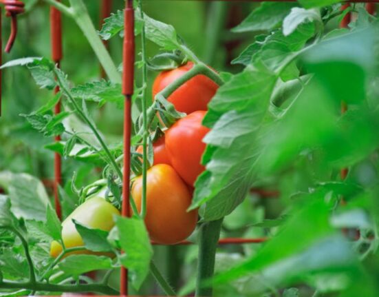 Tomato Cage Guide Support For Stronger Plants
