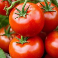 tomato companion gardening