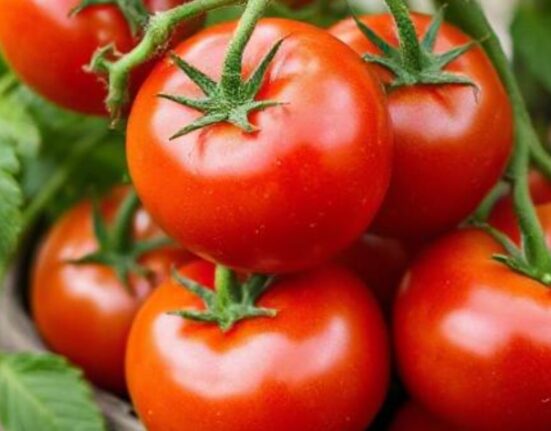 tomato companion gardening