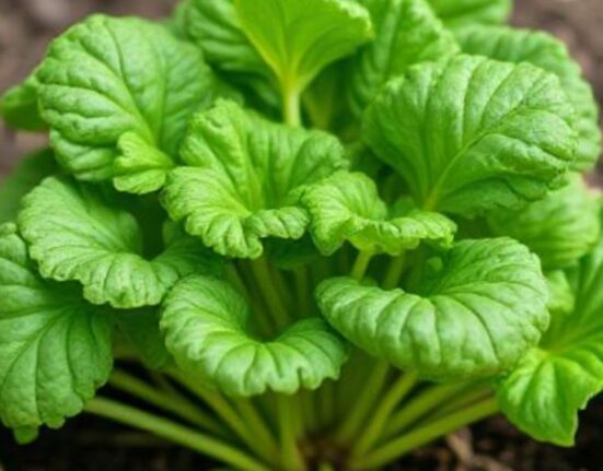 fastest growing vegetables