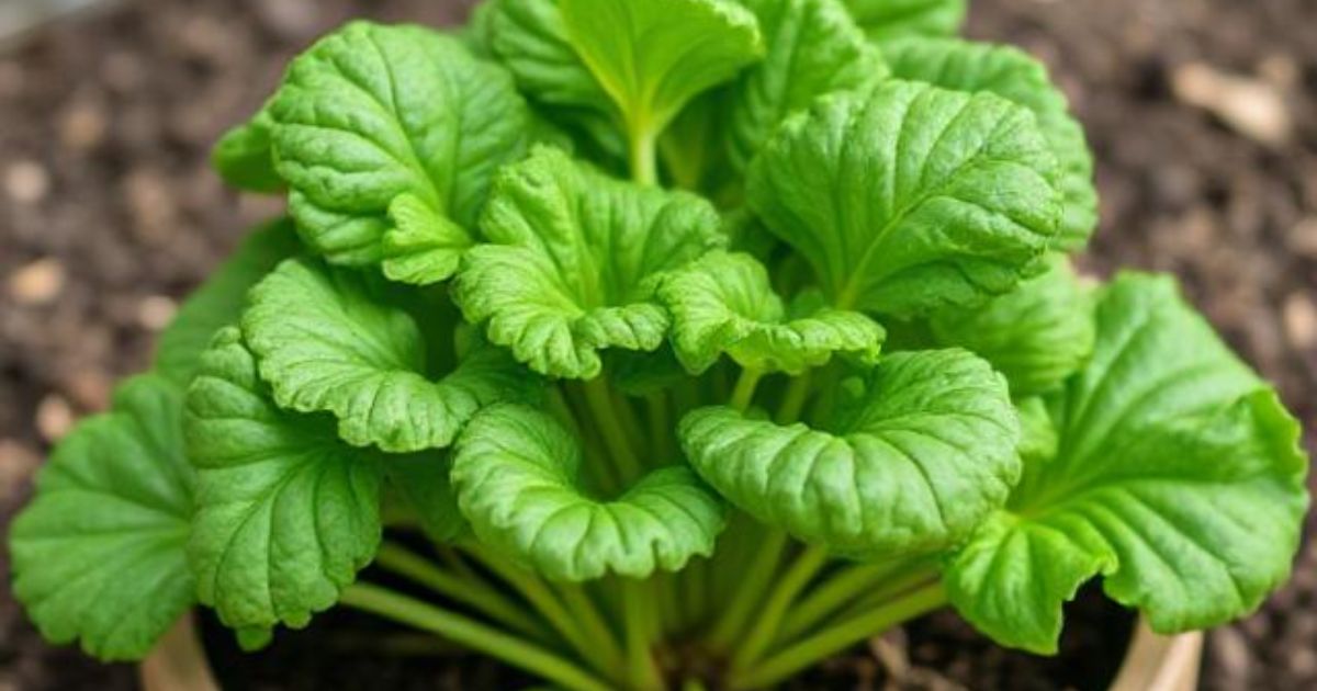 fastest growing vegetables