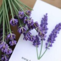 lavender seeds