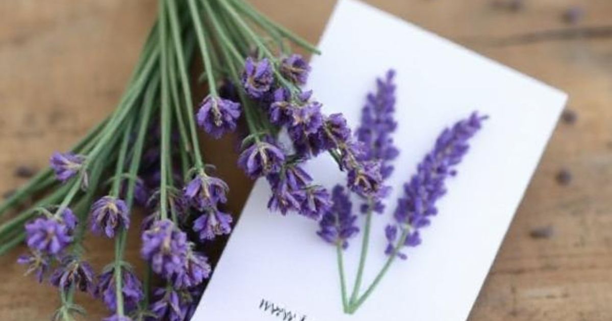 lavender seeds