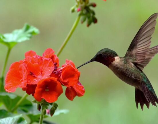 What Plant Attracts Hummingbirds Top Blooms They Love