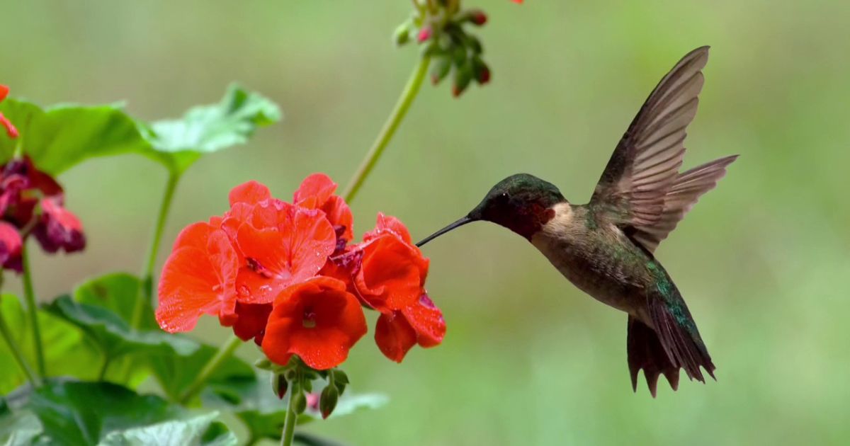 What Plant Attracts Hummingbirds Top Blooms They Love