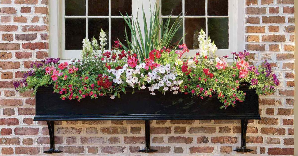 Best Flowers For Window Boxes: Bright Blooms That Shine