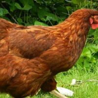 Rhode Island Red Chicken Traits Care And Egg Production