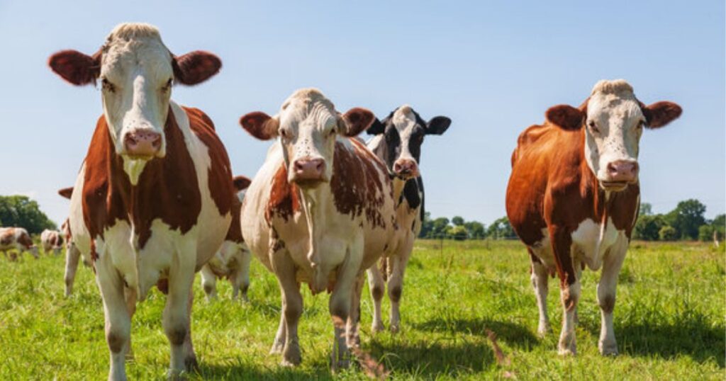 Different Types of Cows: Breeds Characteristics and Uses Explained