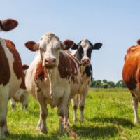 types of cows