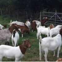 boer goats