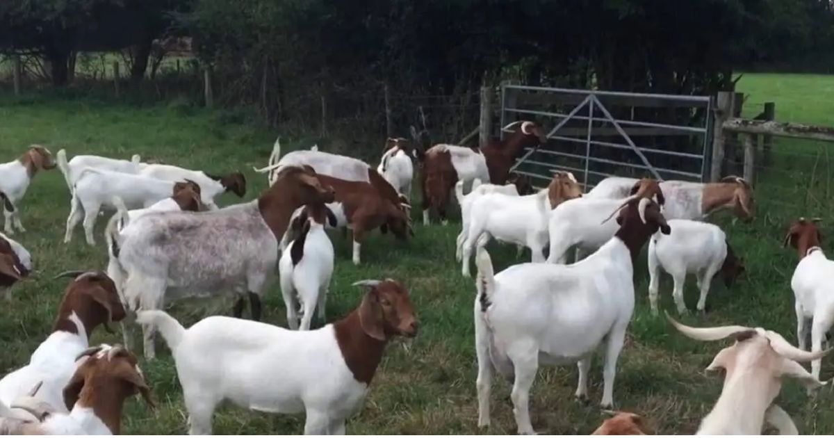 boer goats
