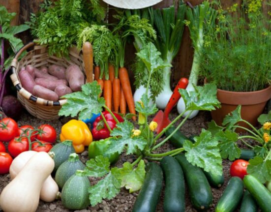 15 Best Vegetables To Plant in Spring A Comparative Guide