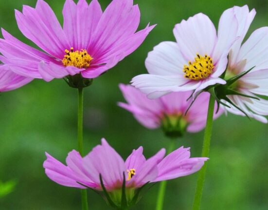 Cosmos Flowers Bright Easy Blooms For Every Garden