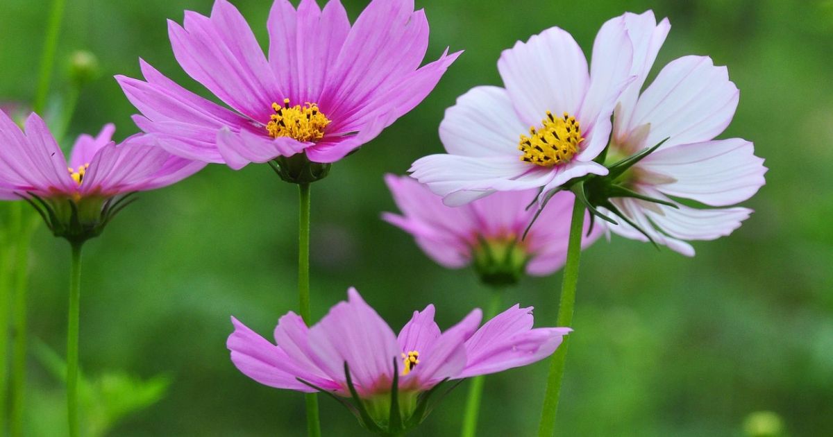 Cosmos Flowers Bright Easy Blooms For Every Garden
