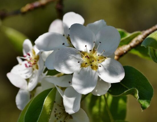 Early Spring White Flowering Trees Elegant Seasonal Bloom