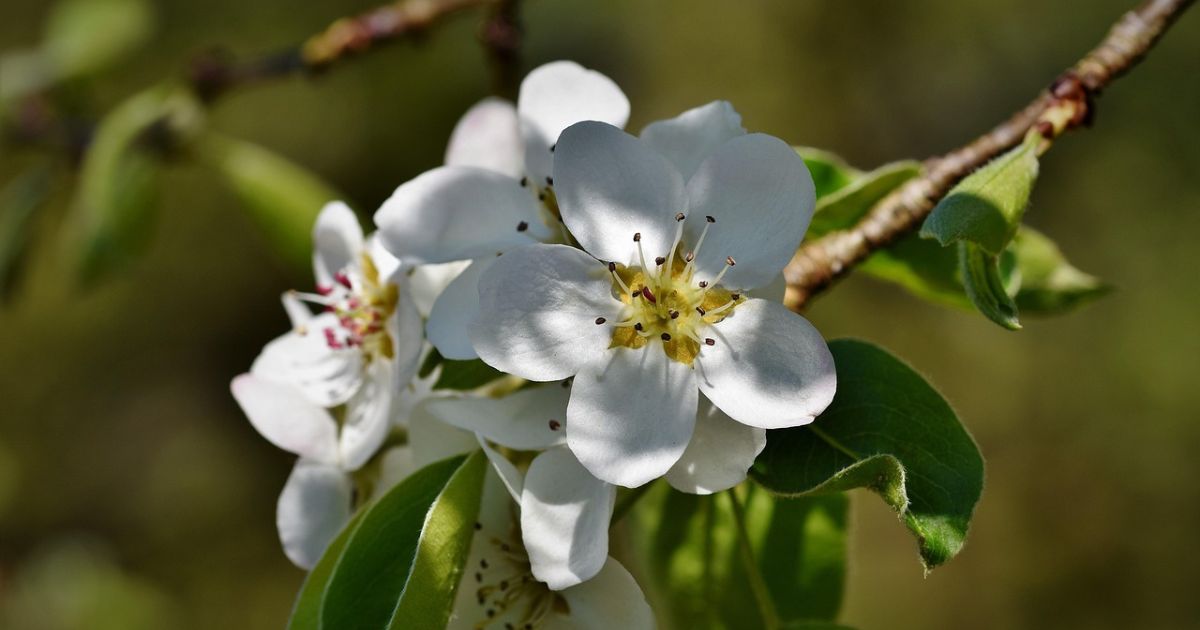Early Spring White Flowering Trees Elegant Seasonal Bloom