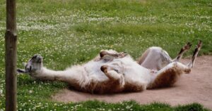 Why Does A Llama Spit Behavior And Reasons Explained