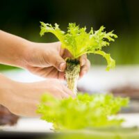 Hydroponic Farming For Beginners Easy Start Guide