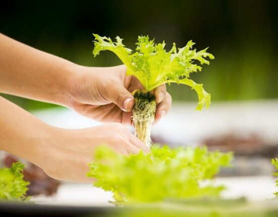 Hydroponic Farming For Beginners Easy Start Guide