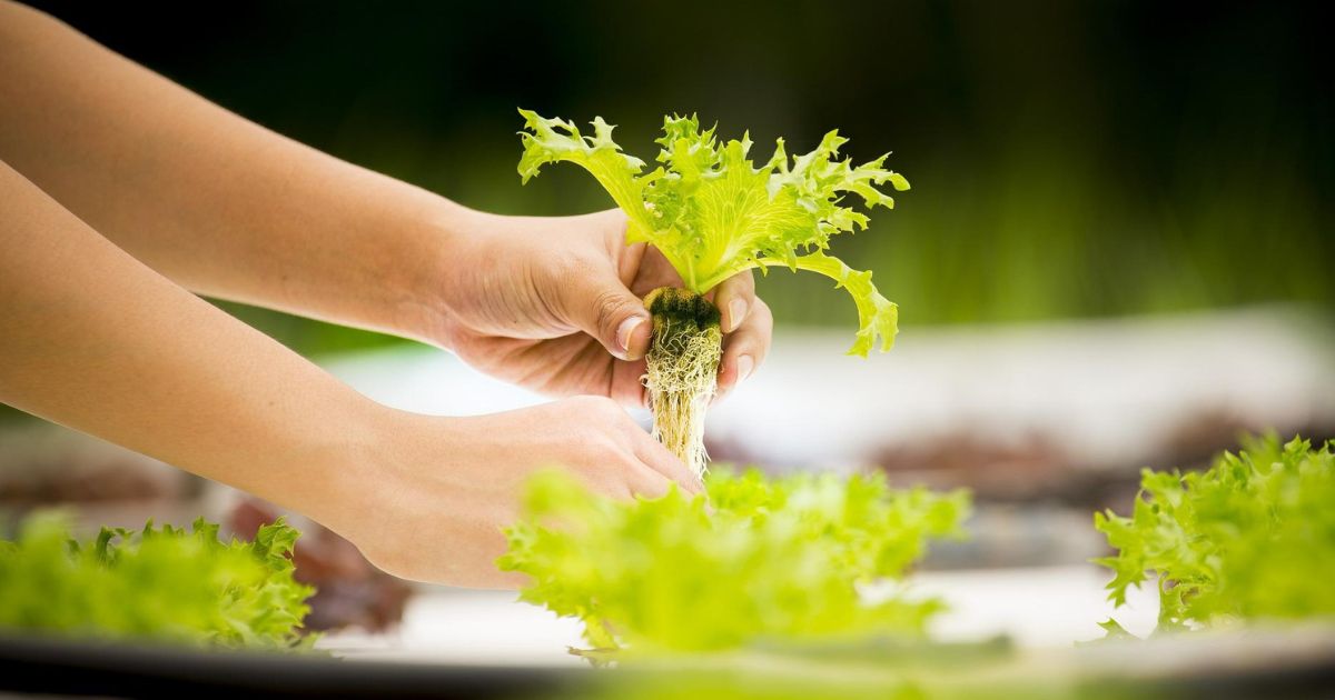 Hydroponic Farming For Beginners Easy Start Guide