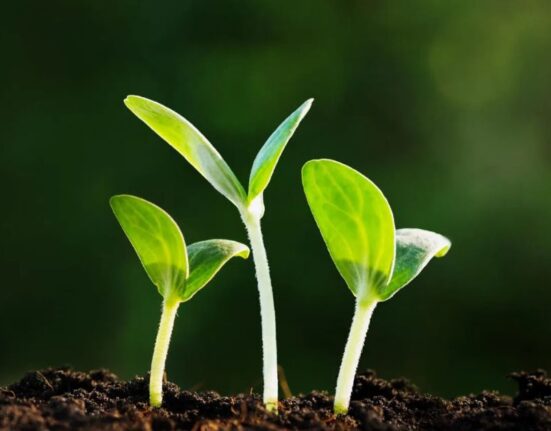 Importance of Agriculture Sustaining Life and Economy