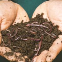 Manure And Compost Natural Boost For Healthy Soil