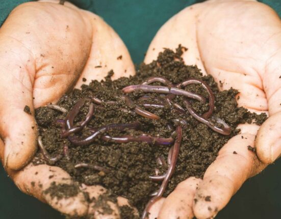 Manure And Compost Natural Boost For Healthy Soil