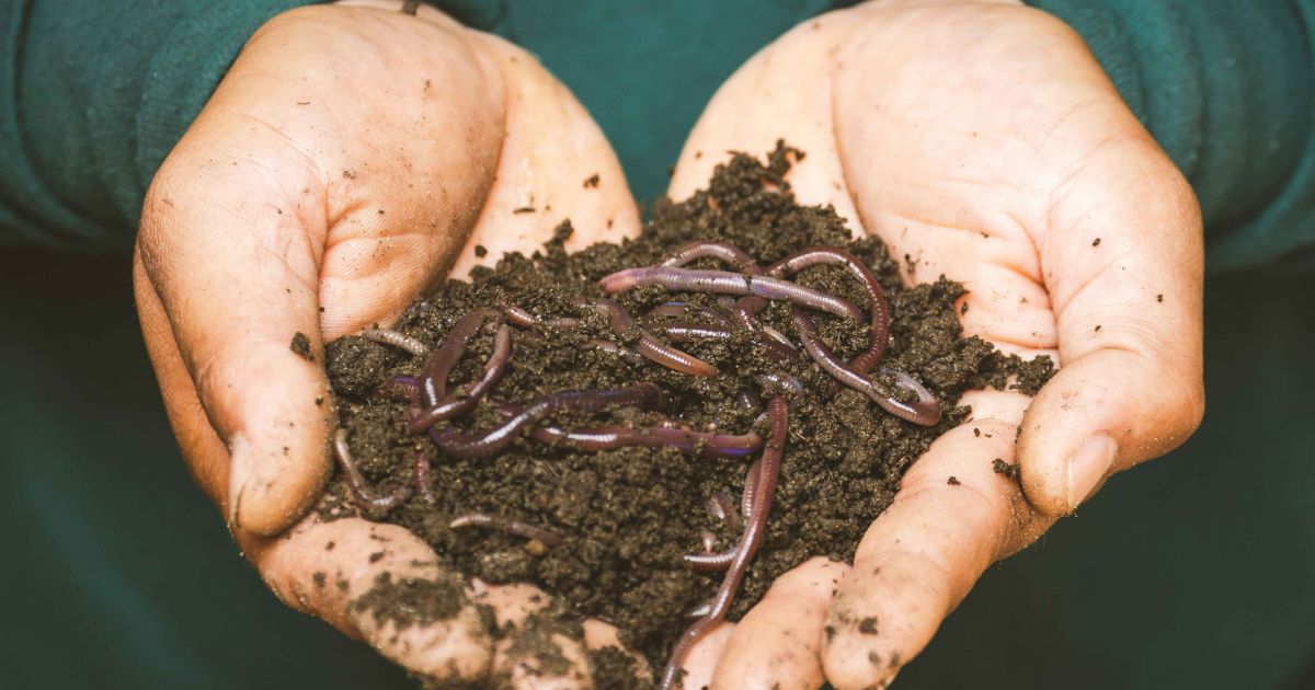 Manure And Compost Natural Boost For Healthy Soil