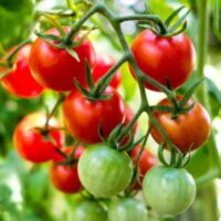 Tomato Companion Plants Best Pairings For Healthy Growth