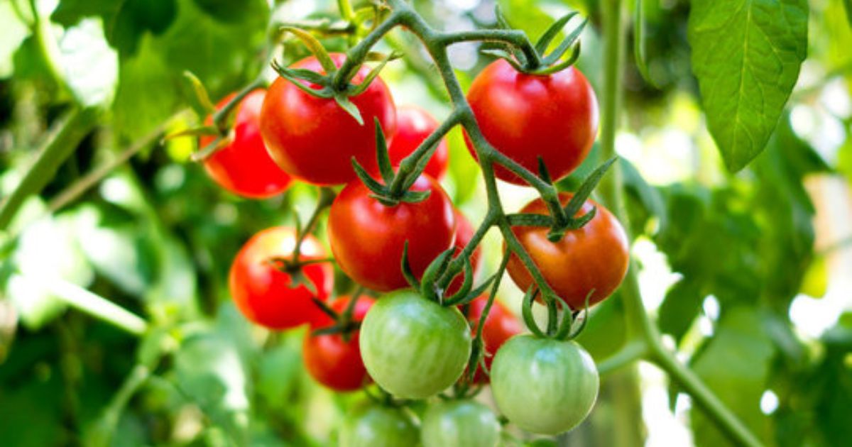 Tomato Companion Plants Best Pairings For Healthy Growth