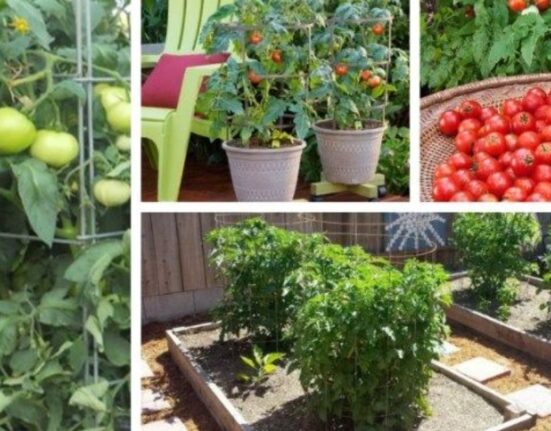 what not to plant with tomatoes