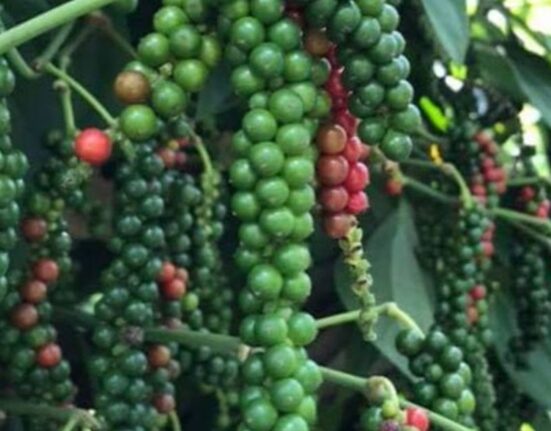 black pepper plant