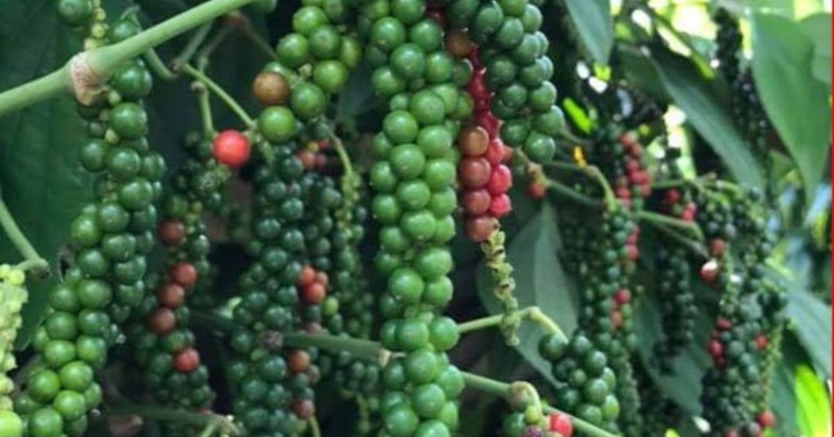 black pepper plant
