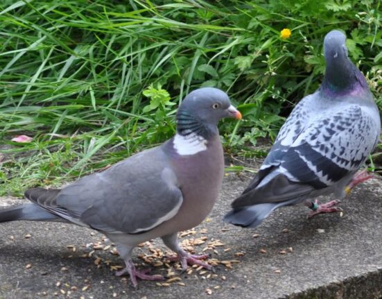 homing pigeons