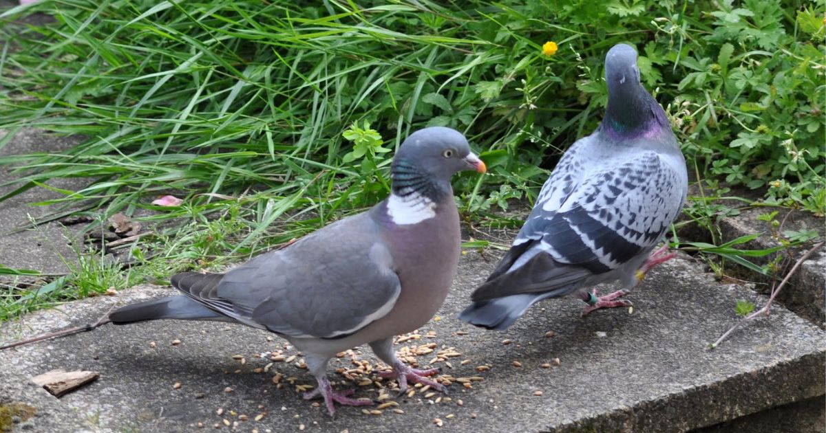 homing pigeons