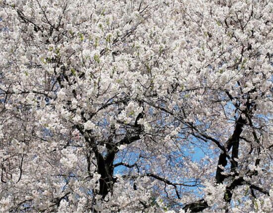 early spring white flowering trees