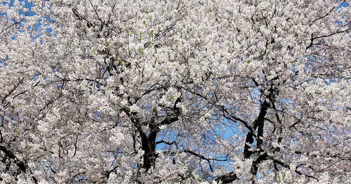 early spring white flowering trees