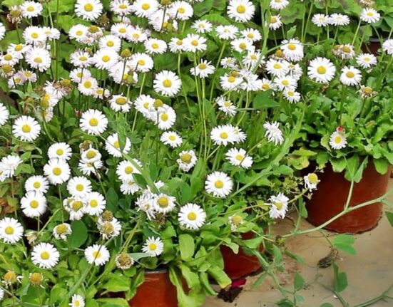 How Perennials Grow