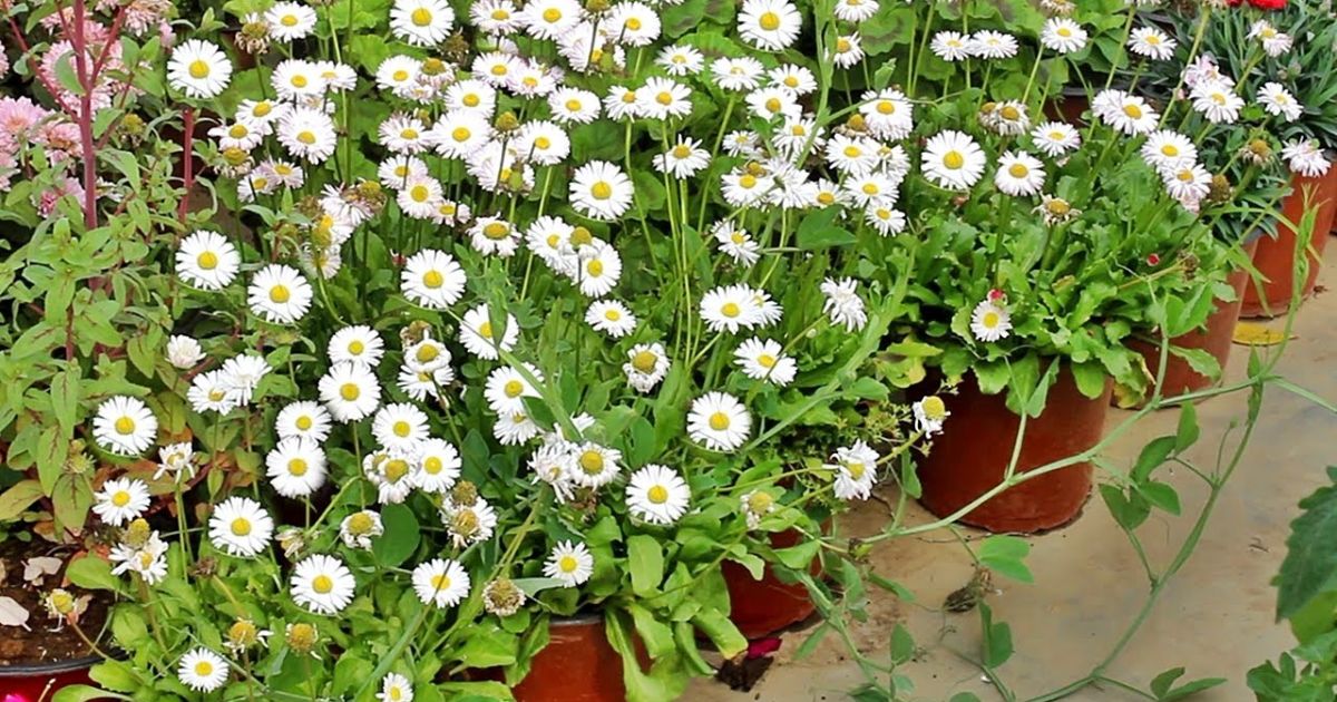 How Perennials Grow