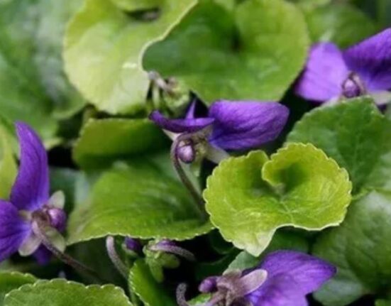 Violets Violas and African Violets
