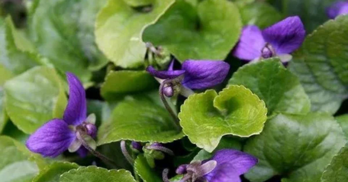 Violets Violas and African Violets