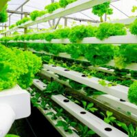 Vertical Farming Modern Solution For Future Food
