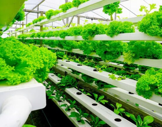 Vertical Farming Modern Solution For Future Food