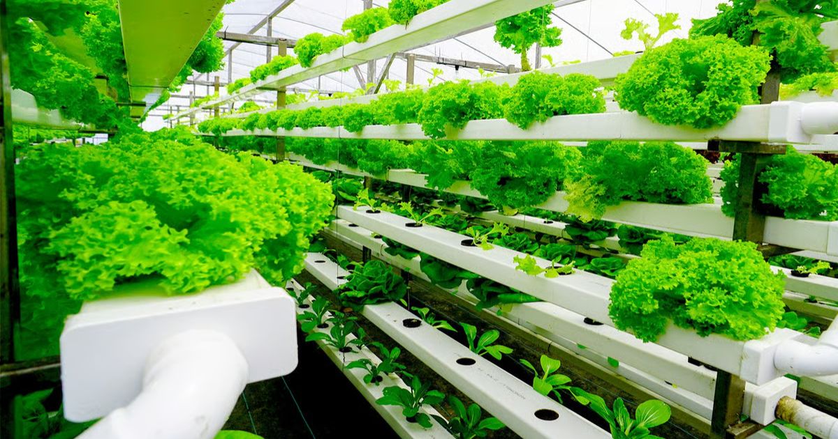Vertical Farming Modern Solution For Future Food