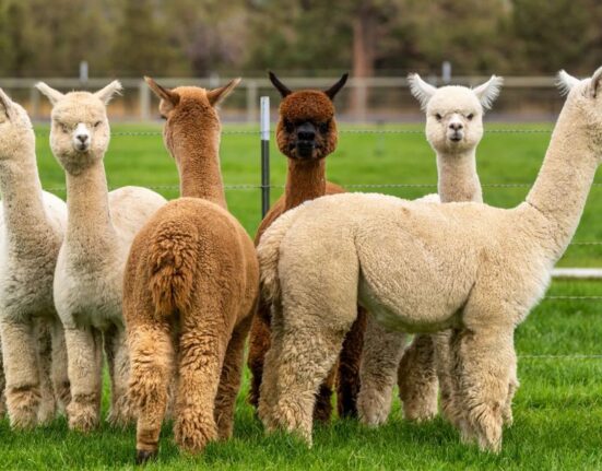 Why Does A Llama Spit Behavior And Reasons Explained